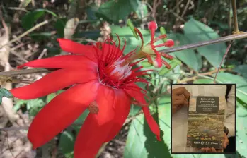 Una de las plantas documentadas en el libro. FOTO: Cortesía