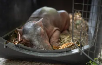 Luego de ser encontrada, la hipopótamo pasó cuatro días bajo los cuidados de una familia campesina que buscando ayudarla. Este miércoles murió cuando médicos veterinarios intentaban salvarla. Foto: Cortesía.