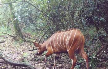 El inesperado registro visual de un bongo de montaña en una zona desprotegida fuera de los parques nacionales redefine los mapas de conservación en África y abre la puerta a nuevas medidas de protección ambiental legal. FOTO: Cortesía Chester Zoo y MBP