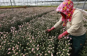 Colombia quedó dentro del grupo de 38 economías sujetas a un arancel adicional del 12,5% sobre las mercancías que ingresen al mercado estadounidense. Flores, aluminio y transformadores, los sectores que se verían más afectados: Foto: Manuel Saldarriaga