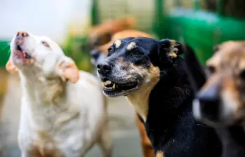 La salud intestinal de los animales incide directamente en su sistema respiratorio, neurológico y dermatológico. FOTO Getty.