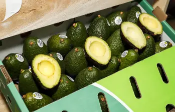 El aguacate Hass es la tercera fruta más exportada del país. Foto: Jaime Pérez