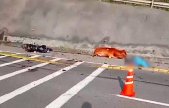 La malla vial permanece cerrada mientras se realiza la inspección técnica y el levantamiento del bovino, el hombre y la motocicleta. FOTO: Tomada de video