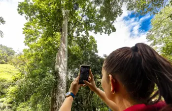 El árbol de caracolí es el que le da nombre a este municipio del Magdalena Medio. Foto: Andrés Camilo Suárez Echeverry