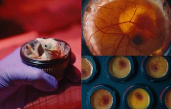 Los 26 pollitos fueron desarrollados en un entorno artificial creado por Colossal Biosciences como parte de sus investigaciones sobre desextinción. Foto: Colossal Biosciences