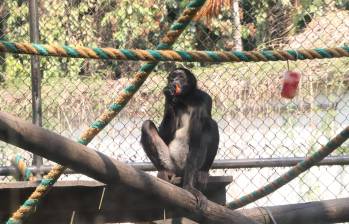 Los primates del Parque de la Conservación son algunos de los afectados por el calor. Para contrarrestarlo: helado. Foto: cortesía Parque de la Conservación