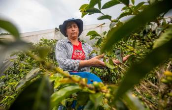 Hace un año, lo que menos imaginaba María del Socorro era que los granos que ella toca con sus manos cada día se irían para mesas del viejo continente. Ella siente que este es un estímulo para aprender más y expandir sus cultivos. FOTO CARLOS VELÁSQUEZ