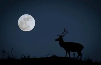 La Luna del Ciervo podrá apreciarse en Colombia este miércoles, 29 de julio, en Colombia. Foto: Getty Images