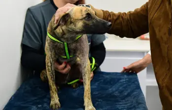 La Fiscalía General de la Nación reveló que el hombre habría atacado al perro efectivamente por haberse comido un pedazo de carne que estaba en un mesón. FOTO: Gobernación de Antioquia