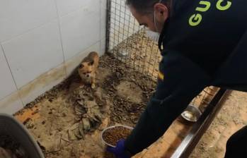 Algunos de los animales muertos en el lugar eran perros de raza chihuahua y varias aves, al parecer, exóticas. FOTO: Redes sociales @guardiacivil