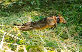 Este zorro perro se salvó milagrosamente de un atropellamiento y ahora volvió a su hábitat. FOTO: CORTESÍA