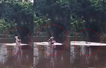 Hipopótamos continúan desplazándose por ciénagas del Magdalena Medio; comunidad de Cuatro Bocas reportó un nuevo avistamiento. Foto: captura de video