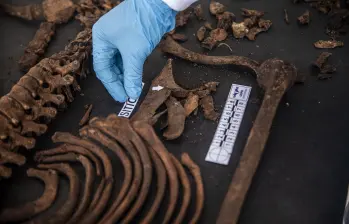 El laboratorio contará con 24 profesionales, entre médicos, odontólogos, antropólogos y auxiliares forenses, quienes iniciarán con el abordaje de los cuerpos esqueletizados que fueron recuperados en el noroccidente del país. FOTO: EL COLOMBIANO