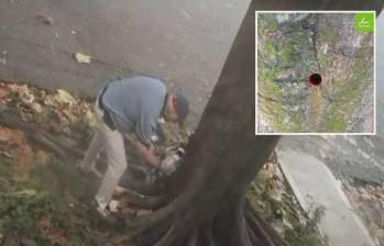 Adelante, el orificio que se le hizo al árbol en su tronco. Atrás, el presunto sospechoso de haber causado la afectación. FOTO: Cortesía Denuncias Antioquia