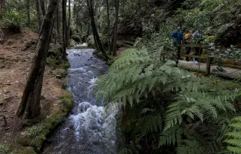 Imagen de un recorrido por el Parque Arví en Santa Elena. Foto: EL COLOMBIANO