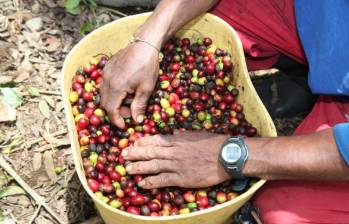 Los cafeteros han vivido extorsiones por parte de grupos armados desde hace años. Foto: Fundación Julio C. Hernández.