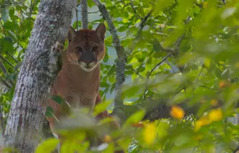 La presencia del majestuoso puma, que junto con el jaguar son los únicos felinos grandes que habitan en Colombia, causó alarma. Cornare pide no atacar al animal y reportar su presencia de inmediato. FOTO: CORTESÍA