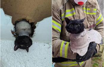 Ella es la gata John, quien quedó atrapada en una tubería de su casa. FOTO: REDES SOCIALES @AVONFIRERESCUE