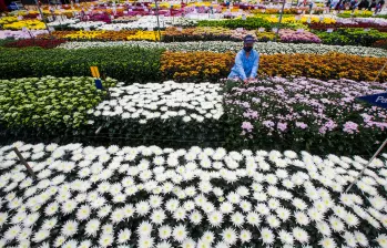 Asocolflores estima que las exportaciones de flores desde Colombia por el Día de la Madre en Estados Unidos crecieron 13% este año. FOTO cortesía