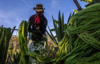 Mario adelanta cada día, casi siempre en solitario, el proceso para extraer la fibra, que empieza con el corte y termina con el embalaje en seco. FOTOS julio herrera