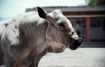 Campeón es un toro BON que lleva años ayudando a mejorar la genética de esta raza criolla en Colombia. FOTO: Cortesía