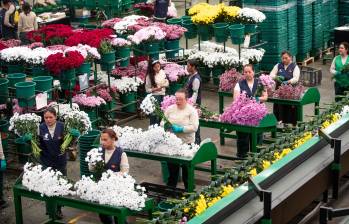 Desde Cundinamarca sale el 72% de las flores que exporta Colombia. Aunque la tecnología gana terreno, la mano de obra, sobre todo la de las mujeres cabeza de hogar, sigue siendo vital para mantener vivo el negocio. FOTO: CORTESÍA 