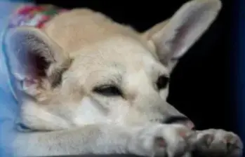 Las cifras del Grupo Especial para la Lucha contra el Maltrato Animal evidencian la frecuencia de estos delitos y el avance de los procesos judiciales en Colombia. FOTO: EL COLOMBIANO