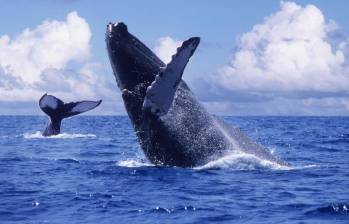 Ballena jorobada en aguas del Pacífico colombiano durante su migración anual. Foto: Colprensa