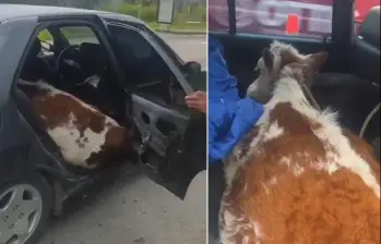Dos vacas fueron transportadas en un carro particular en medio de un hurto. FOTOS: Capturas de video @Policianacional