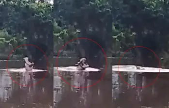 Hipopótamos continúan desplazándose por ciénagas del Magdalena Medio; comunidad de Cuatro Bocas reportó un nuevo avistamiento. Foto: captura de video