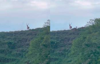 Este es el primer hallazgo de chitales en manada que se tiene en el país. IMAGEN TOMADA DE VIDEO