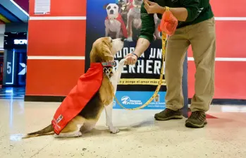 Uno de los perritos que buscará hogar este próximo fin de semana, luciendo su capa de héroe con la que tiene la misión de encontrar un hogar. FOTO: Cortesía