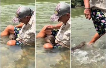 El Mago Martín Pescador fue mordido por una nutria cuando se encontraba explorando en una zona del Magdalena Medio. FOTO: CAPTURA VIDEO REDES SOCIALES @el_mago_martin_pescador