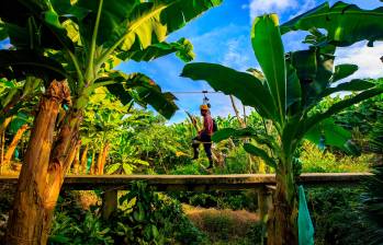 La industria bananera genera más de 500.000 empleos entre directos e indirectos, por eso son prioritarias todas las medidas para proteger la producción de amenazas como el mortal hongo. FOTO: CAMILO SUÁREZ