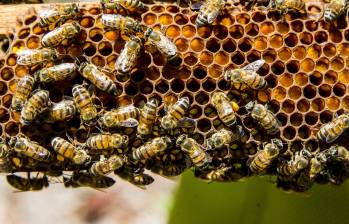 Los ataques de abejas africanas se aumentan en temporadas de menos lluvias. Foto de referencia: Julio César Herrera E.