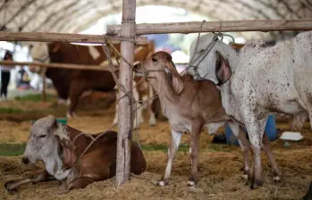 Fedegán reportó la muerte de 9.865 animales y el desplazamiento de más de 333.000 bovinos y bufalinos. FOTO COLPRENSA