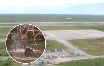 Alligator Alcatraz se construirá en un aeropuerto abandonado cerca a un humedal en donde habitan caimanes y otros animales. Fotos: Captura de video fiscal de Florida, James Uthmeier