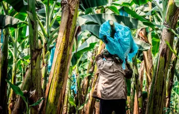 Grupos armados ilegales amenazan a trabajadores del sector y suspenden la producción de banano en las fincas del departamento del Magdalena. FOTO cortesía Asbama