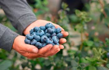 El cultivo de arándano hoy cuenta con 1.000 hectáreas en Colombia. FOTO ASOCOLBLUE.