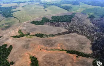 La deforestación continúa afectando áreas protegidas de la Amazonía colombiana. Greenpeace identificó 8.896 hectáreas de bosque perdidas durante 2025 en los parques nacionales Sierra de La Macarena, Serranía de Chiribiquete y Tinigua. FOTO: Gentileza FCDS.