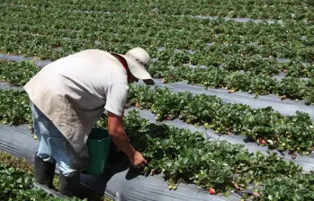 La agricultura, ganadería y pesca lideraron la destrucción de empleos con una pérdida de 363.000 puestos de trabajo, convirtiéndose en el principal foco de preocupación dentro del mercado laboral. FOTO: Fundación Julio C. Hernández