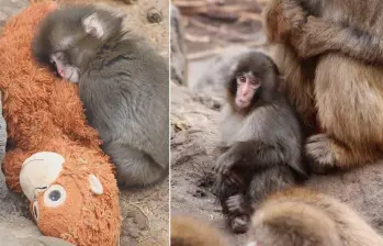 Piden que el macaco Punch sea trasladado a un santuario “de buena reputación”. FOTOS: Captura de video - Zoológico y Jardín Botánico de la Ciudad de Ichikawa 