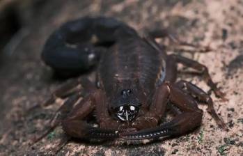 Ejemplar del Tityus achilles, la nueva especie de escorpión descubierta en Colombia, reconocida por su capacidad de rociar veneno como defensa. FOTO cortesía Léo Laborieux