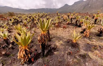 Vista de un páramo afectado por incendios, ecosistemas clave para la regulación del agua y la biodiversidad. FOTO: Cortesía Instituto Humboldt 