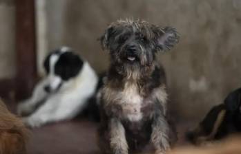 Tras la celebración del Día de las Velitas, el pasado domingo 7 de diciembre, la vida de Horus, un perrito que vivía en Armenia, no volvió a ser la misma (esta es una imagen de referencia de un perro, no es Horus). FOTO: Camilo Suarez