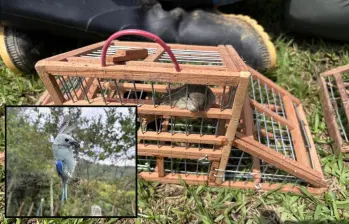 Adelante, una de las aves atrapada en una de las redes instaladas. Atrás, otro de los pájaros capturados ilegalmente. FOTO: Cortesía.