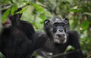 una hembra posreproductora de la comunidad de chimpancés Ngogo, en el Parque Nacional de Kibale, Uganda, y su hijo adulto Wes. FOTO: Cortesía Agencia Sinc / Kevin Langergraber / State University of Arizona