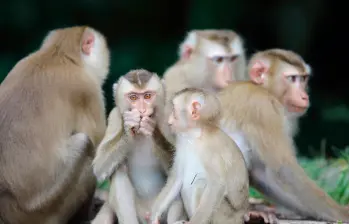 El macaco de cola larga (Macaca fascicularis) habita en gran parte del Sudeste Asiático —desde Camboya, Indonesia, Laos, Malasia, Filipinas, Tailandia y Vietnam hasta algunas islas del Pacífico occidental. FOTO: Depositphotos
