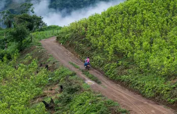 Los cultivos de coca aumentaron en las zonas en las que hay presencia de disidencias de las Farc. FOTO: ARCHIVO.