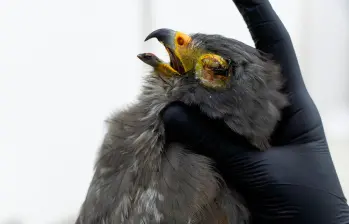 Zarigüeyas y aves silvestres, entre ellas búhos, gavilanes y colibríes, figuran entre las especies más afectadas por el uso de pólvora durante las celebraciones de diciembre en la jurisdicción de Cornare. FOTO cortesía Cornare
